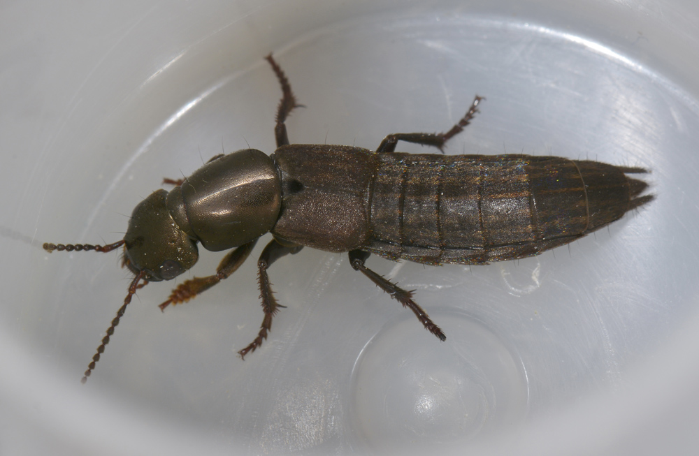 Staphylino da id. - Ocypus  picipennis ssp. fallaciosus